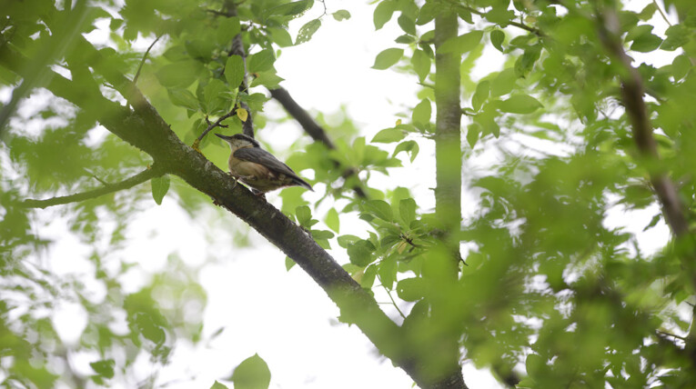 Birds in Emen Village